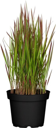 GROW by OBI Silberhaargras Imperata cylindrica Red Baron als mehrjährige Zierpflanze für den Außenbereich