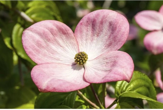 Cornus Kousa Satomi Compact Japanischer Blumen-Hartriegel Rosa 40–60 cm - Bild 1
