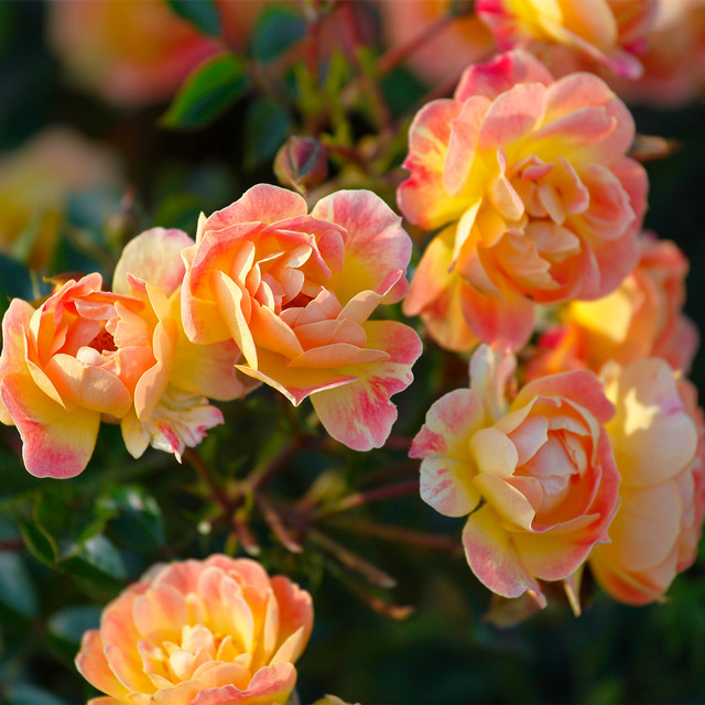 Bodendeckerrose Tantau Bienenweide Fruity in Rosa, wurzelnackt - Bild 1