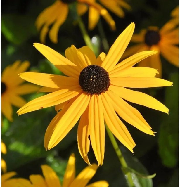 Sonnenhut Goldsturm Rudbeckia fulgida gelbe Staude für Garten und Staudenbeete - Bild 1