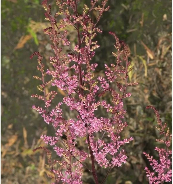 Astilbe cultorum Prachtspiere Colour Flash pink von Nr-01.de als Bodendecker und Schnittblume - Bild 1