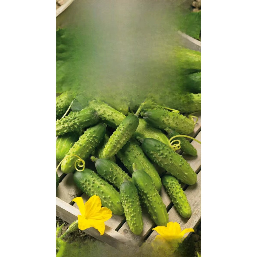 Toraf Gurken Samen 1 g - Bild 3