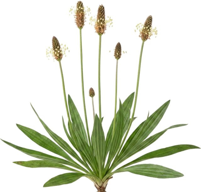 LaCaTho Spitzwegerich Samen Plantago Lanceolata 1000 Stück Heilpflanze Wildkraut - Bild 1