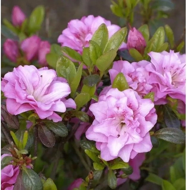 Japanische Azalee Rosinetta Rhododendron obtusum in Pink, Topfgröße 20-25 cm - Bild 1