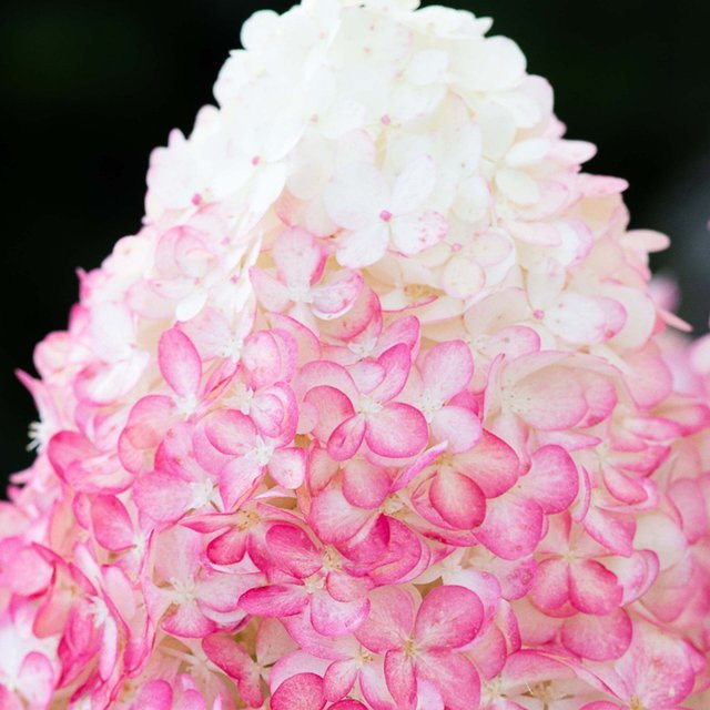 Rispenhortensie Living Pink & Rose in Rosa für Garten, Beet und Kübel - Bild 1