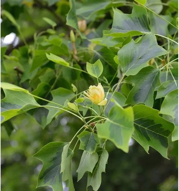 Amerikanischer Tulpenbaum Liriodendron tulipifera Aureomarginata mit gelbgrünem Laub, Höhe: 125-150 cm - Bild 1