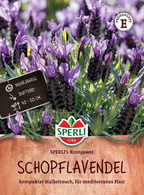 SPERLI Schopflavendel-Samen Kronjuwel, violett - Bild 1