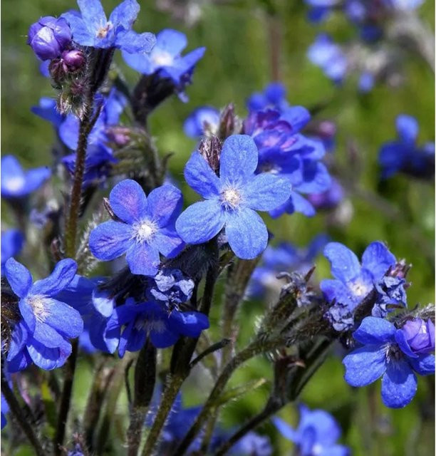 Anchusa azurea Ochsenzunge blau von Nr-01.de - Bild 1