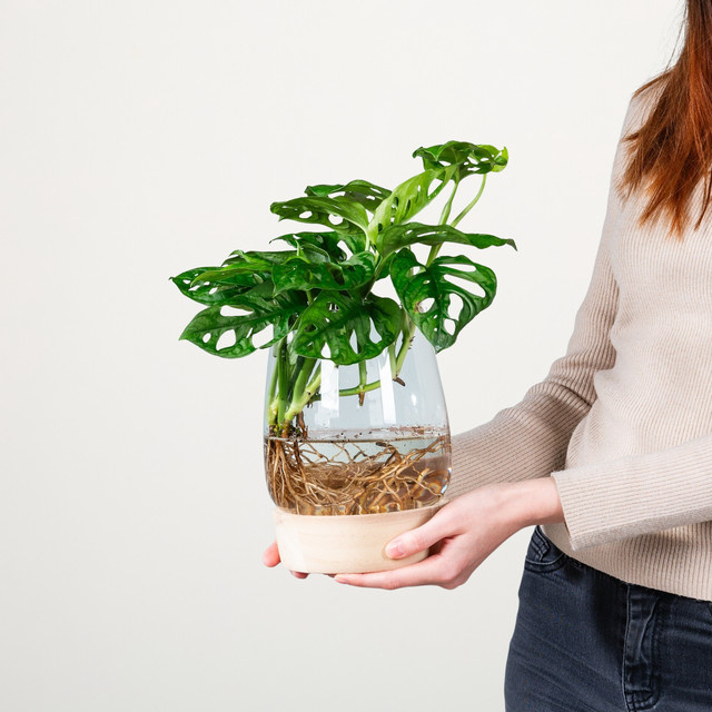 Monstera Adansonii Wasserpflanze in Glas mit LED von BLUME2000, Grün - Bild 1
