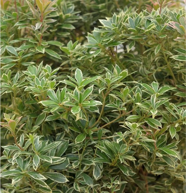 Pieris japonica Lavendelheide Bolero Zierstrauch, weiß und grün, Höhe: 25-30 cm - Bild 1