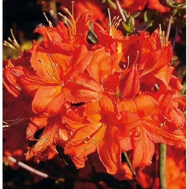 Azalee Fireball Rhododendron luteum Alpenrose von Nr-01.de, Höhe: 30-40 cm - Bild 1