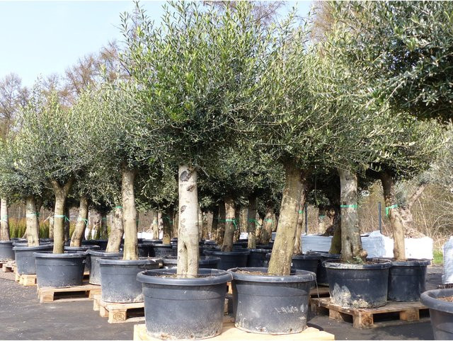 Winterharte Olea Europaea Olive mit 60 Jahren Alter, Höhe: 200 - 240 cm, Stammumfang: 40 - 60 cm - Bild 1