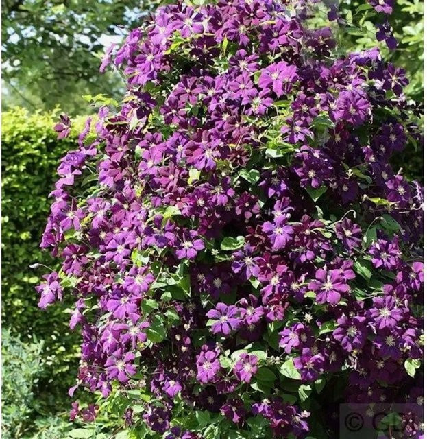 Clematis viticella Etoile Violette Kletterpflanze in Violett für den Garten - Bild 1