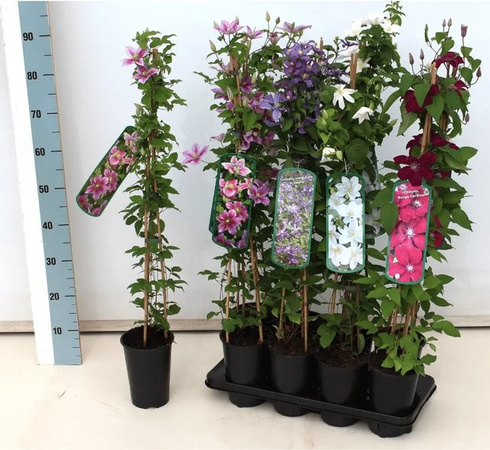 Clematis Viticella Purpurea Plena Elegans violette Pflanze mit einer Wuchshöhe von 60–100 cm