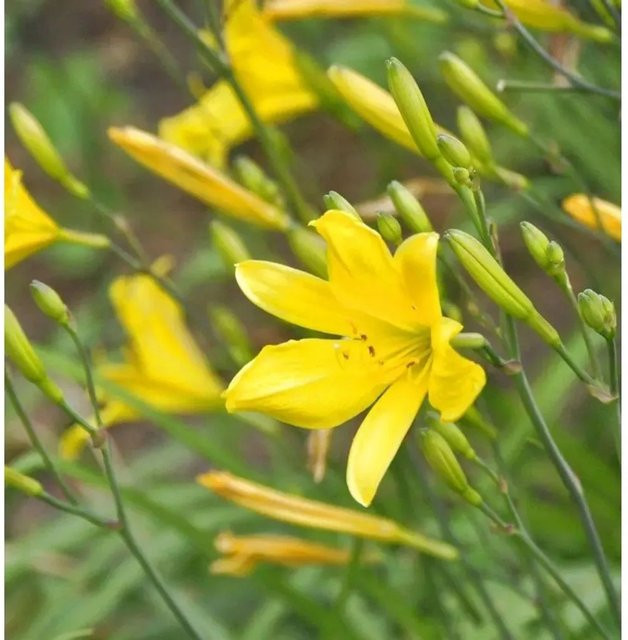 Hemerocallis Taglilie Suzy Wong als mehrjährige Beetpflanze für den Garten - Bild 1