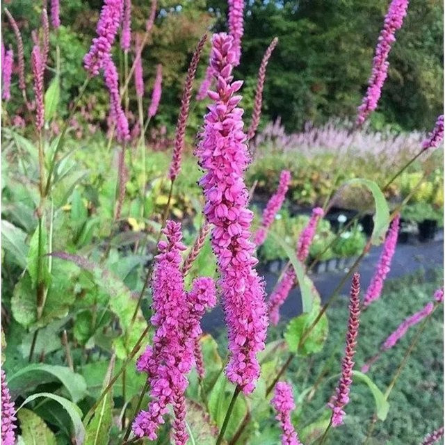 Kerzenknöterich Persicaria amplexicaulis in Pink von Nr-01.de als mehrjährige Gartenpflanze - Bild 1
