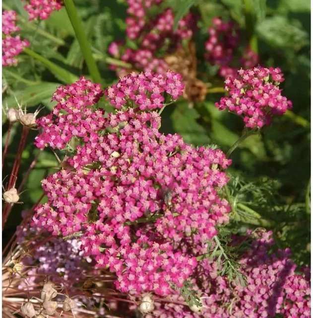 Schafgarbe Heidi Achillea millefolium als mehrjährige Gartenpflanze von Nr-01.de - Bild 1