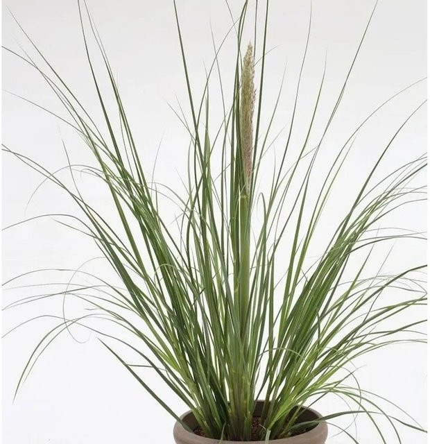 Pampasgras Evita Cortaderia selloana in Topf, Farben: Silber, Weiß, Grün - Bild 1