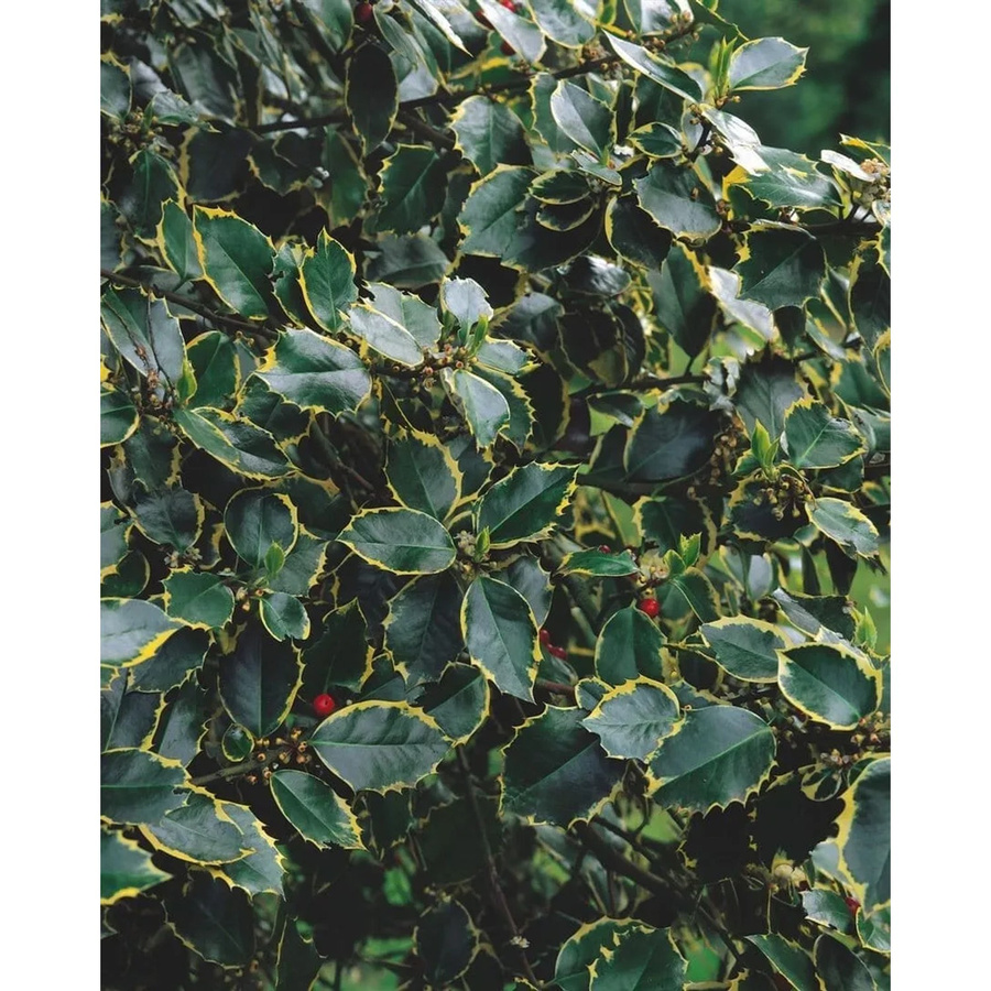 Ilex Aquifolium Rubricaulis Aurea Buntlaubige Stechpalme als Zierstrauch und Heckenpflanze, Höhe: 150–175 cm - Bild 2