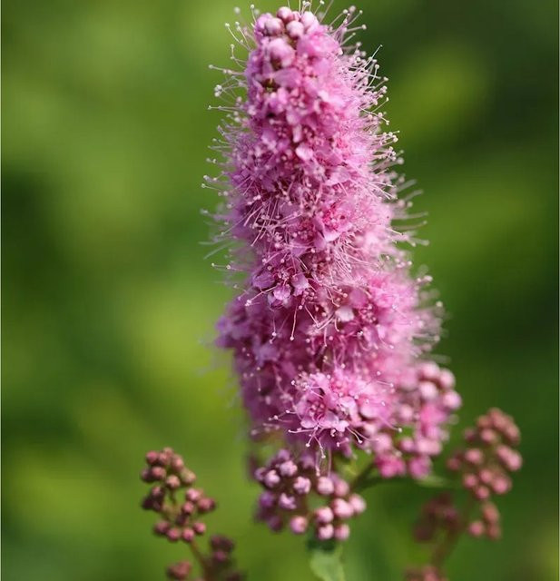Spiraea billardii Triumphans Heckenpflanze und Solitärpflanze in Pink von Nr-01.de - Bild 1