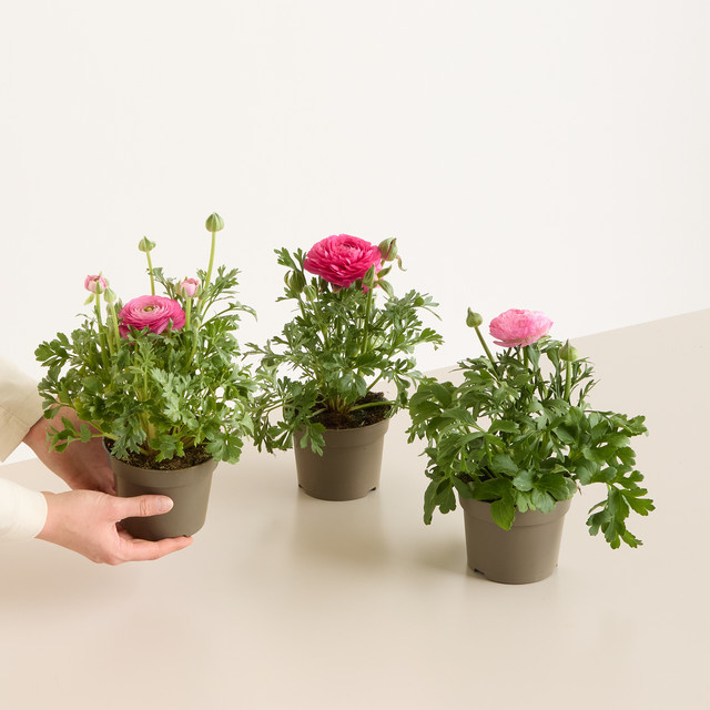 3 Stück pinkfarbene Ranunkel Ranunculus asiaticus von BLUME2000 als mehrjährige Staude für Balkon, Terrassenkübel und Gartenbeet - Bild 1