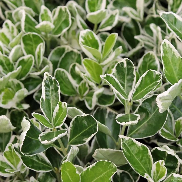 Arborix Japanspindel Kathy Euonymus japonicus als Kompaktstrauch im Container, Grün mit Weiß, Höhe: 20 bis 30 cm - Bild 1