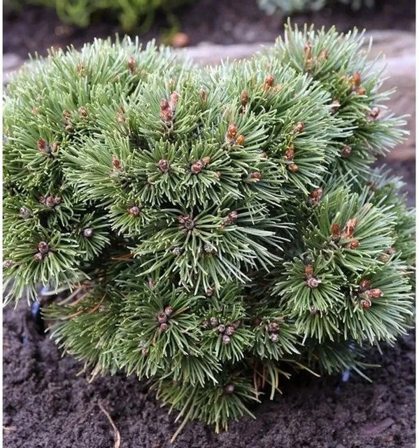 Zwerg Kugel Kiefer Heideperle Pinus uncinata grün - Bild 1