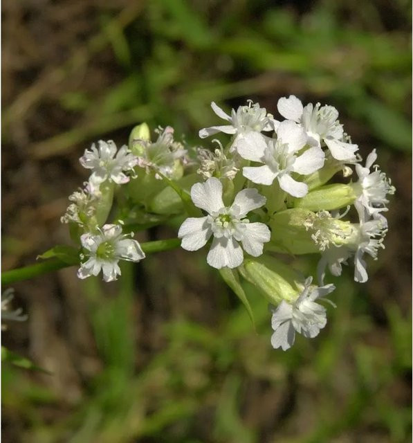 Weiße Pechnelke Alba Lychnis viscaria als winterharte Staude für Beet- und Naturgärten - Bild 1