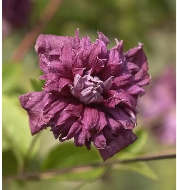 Clematis viticella Purpurea Plena Elegans Kletterpflanze in Lila, Höhe: 40-60 cm - Bild 1