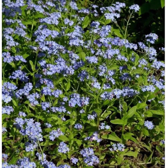 Sumpfvergissmeinnicht Victoria Indigoblau Myosotis sylvatica von Nr-01.de - Bild 1