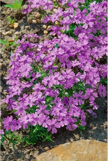 Phlox Subulata Purple Beauty Teppichphlox Lila, pflegeleichte Bodendecker-Pflanze im Topf - Bild 1