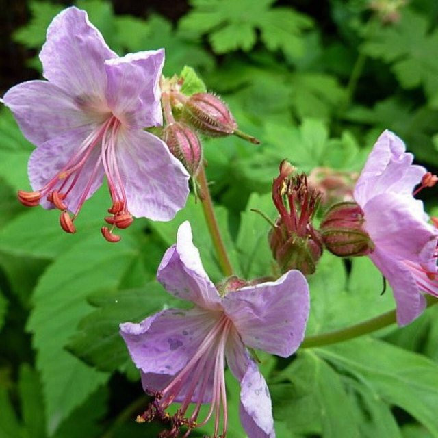 Balkan-Storchschnabel Geranium macrorrhizum Ingwersen in Rosa als pflegeleichte Stauden-Bodendecker - Bild 1