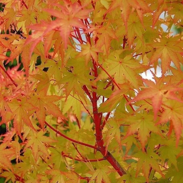 Arborix Fächerahorn Sango-kaku Acer palmatum mit korallenroten Trieben im Container, Höhe: 55 cm - Bild 1