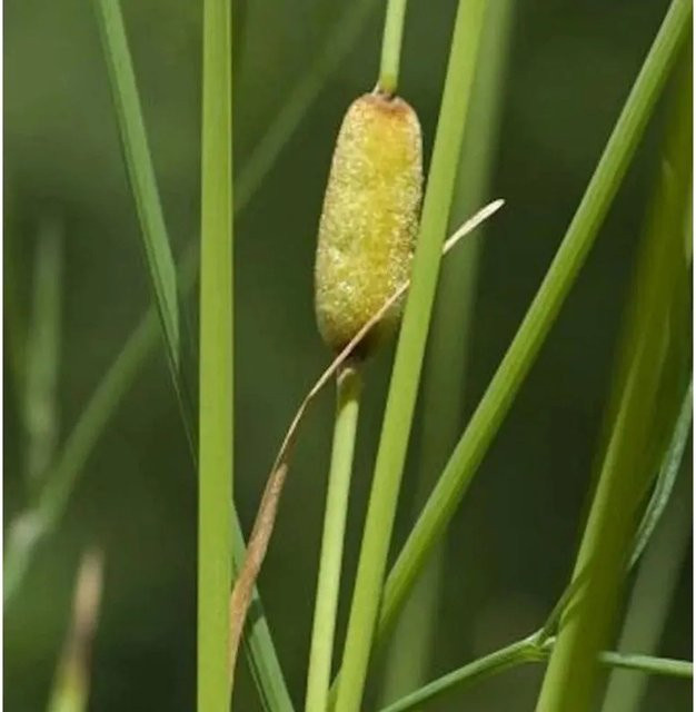 Schmalblättriger Rohrkolben Laxmann Typha laxmannii als mehrjährige Wasserpflanze in grün für Teiche und Sumpfbecken - Bild 1