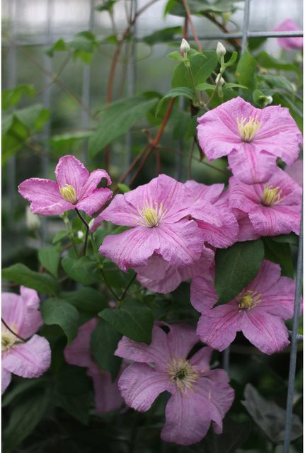 Efeu mit Clematis Rosa als Heckenpflanze für Garten, Balkon und Terrasse, Höhe: 180 cm - Bild 1
