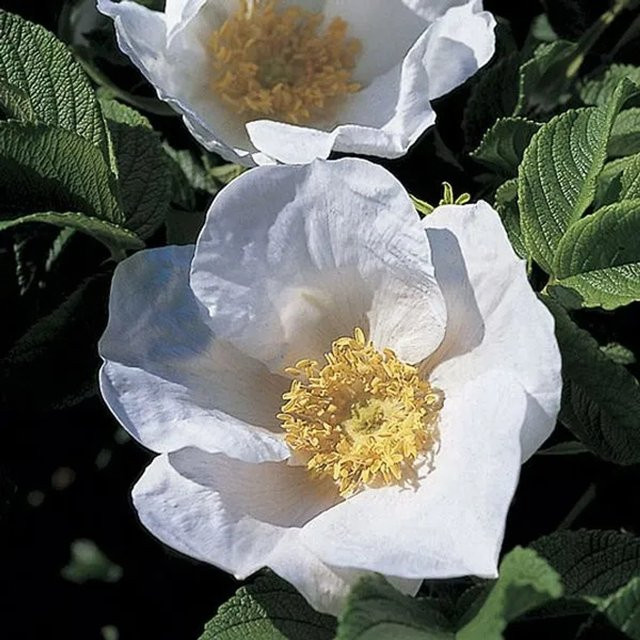 Apfelrose Alba Rosa rugosa von arborix mit weißen Blüten im Container - Bild 1