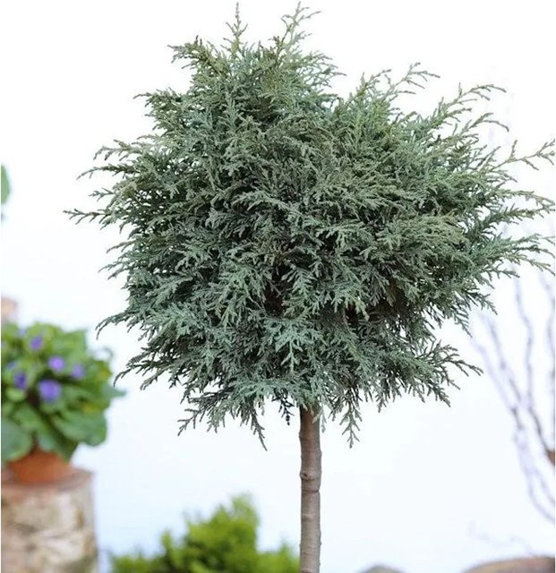 Hochstamm Kissenzypresse Caesia Chamaecyparis in Grün, Höhe: 40-60 cm - Bild 1