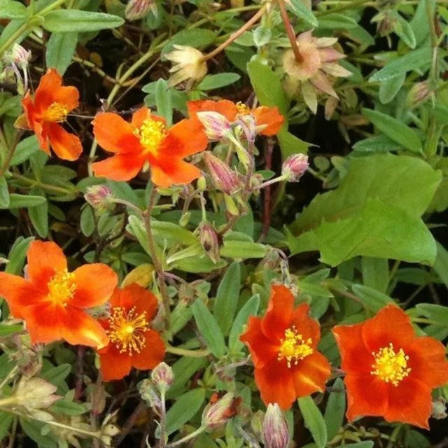 6er Set Arborix Sonnenröschen Helianthemum Bronzeteppich als mehrjährige Beetrandpflanze im 9cm Topf mit orangefarbenen, gelben und roten Blüten - Bild 1