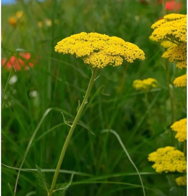 Achillea filipendulina Schafgarbe Cloth of Gold gelbe Staude von Nr-01.de - Bild 1