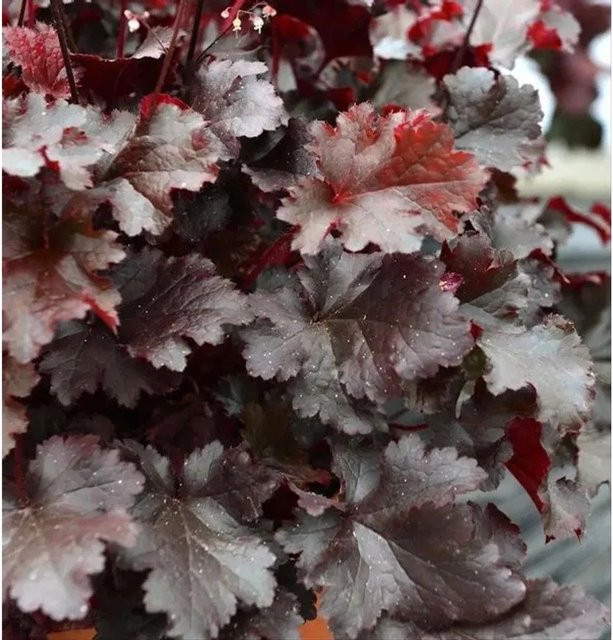 Heuchera micrantha Purpurglöckchen Black Beauty Bodendecker in Schwarz und Purpur im Topf - Bild 1