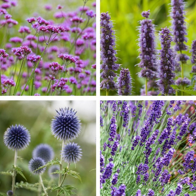 Stauden-Set Sonnenblüten für Wildbienen von Mein schöner Garten Shop, 4 pflegeleichte Pflanzen in bunt - Bild 1