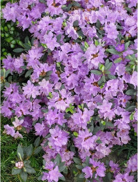 Zwerg-Rhododendron Rhododendron Impeditum Ramapo in Lila, 20–25 cm Höhe - Bild 1