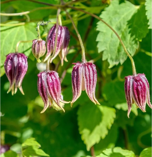 Clematis koreana Columella Kletterpflanze für den Garten in Pink und Purple, 40-60 cm - Bild 1