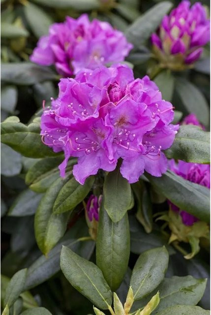 Rhododendron Hybr. Lees Dark Purple Dunkelviolett Zierstrauch Höhe: 100–120 cm - Bild 1