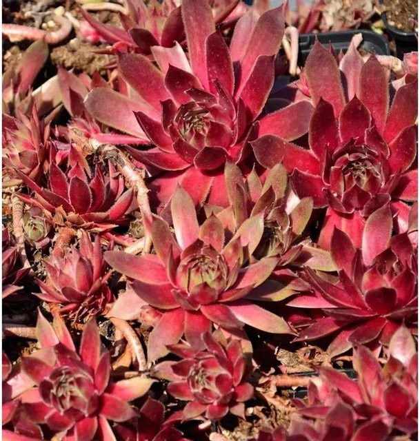 Dachwurz Red King Sempervivum cultorum rote Staude für den Garten - Bild 1
