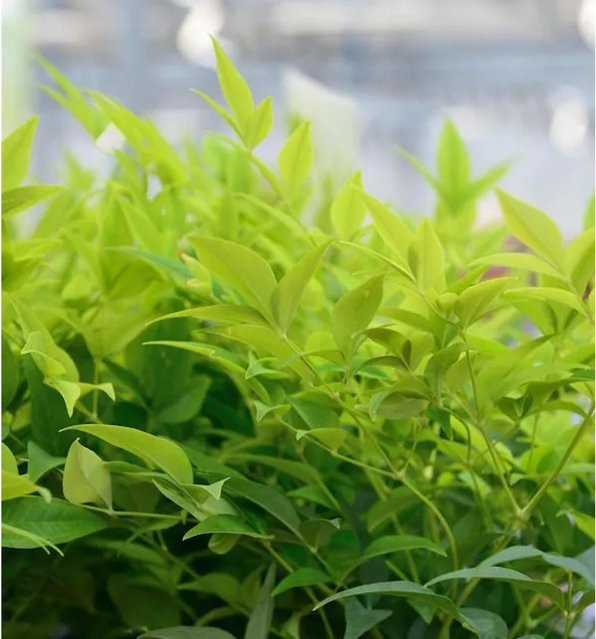 Himmelsbambus Lemon Lime Nandina domestica Strauch in Grün und Lime, Höhe: 40-60 cm - Bild 1