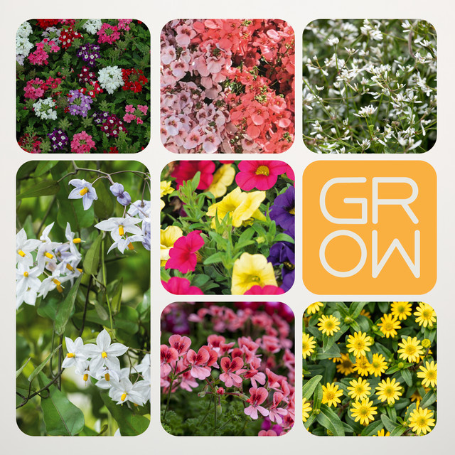 Sommerpflanzen Überraschungsmix von BLUME2000 für Balkon und Garten, 6 Stück Beetpflanzen - Bild 1
