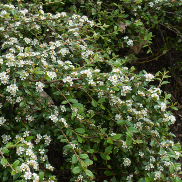 Zwergmispel Streibs Findling mit weißen Blüten von Mein schöner Garten Shop - Bild 1