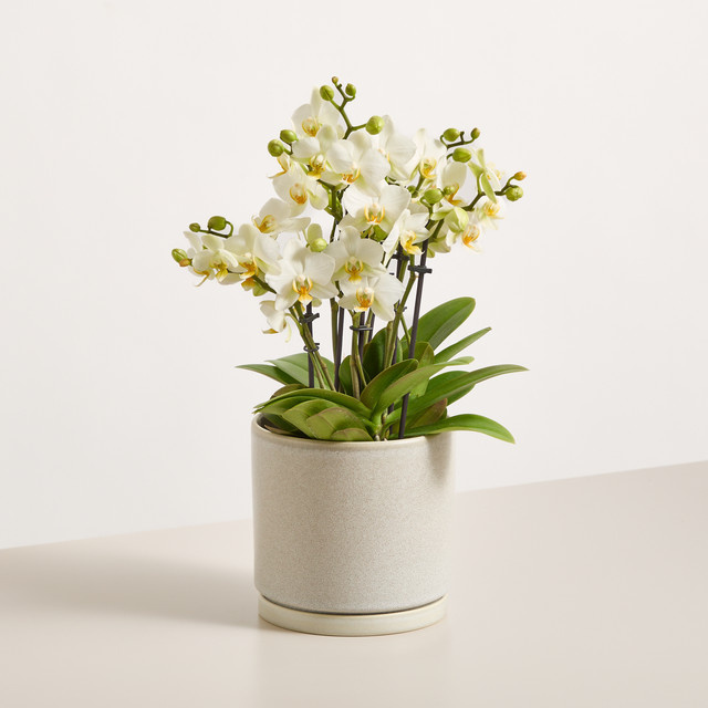 Weiße Phalaenopsis Orchidee von BLUME2000 als Tischpflanze - Bild 1