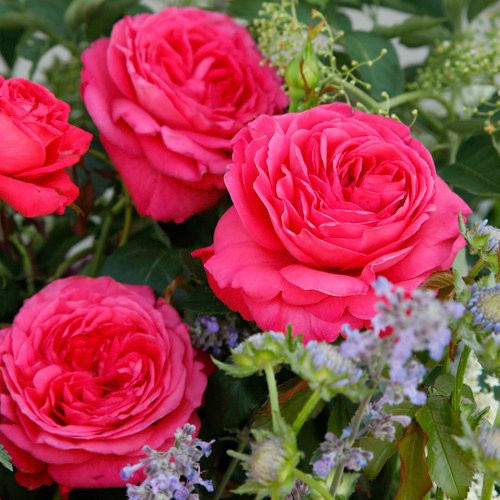 KORDES ROSEN Edelrose Cherry Lady in Rosa, gefüllte rosarote Blüte als Zierstrauch im Topf - Bild 1